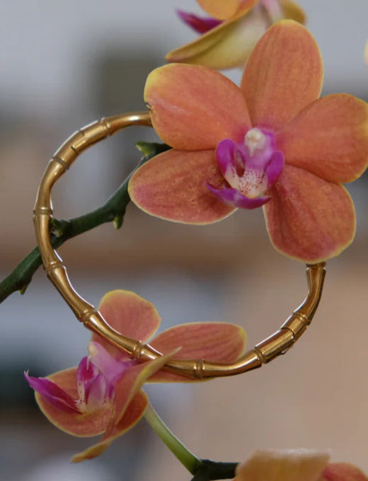 BRACCIALE